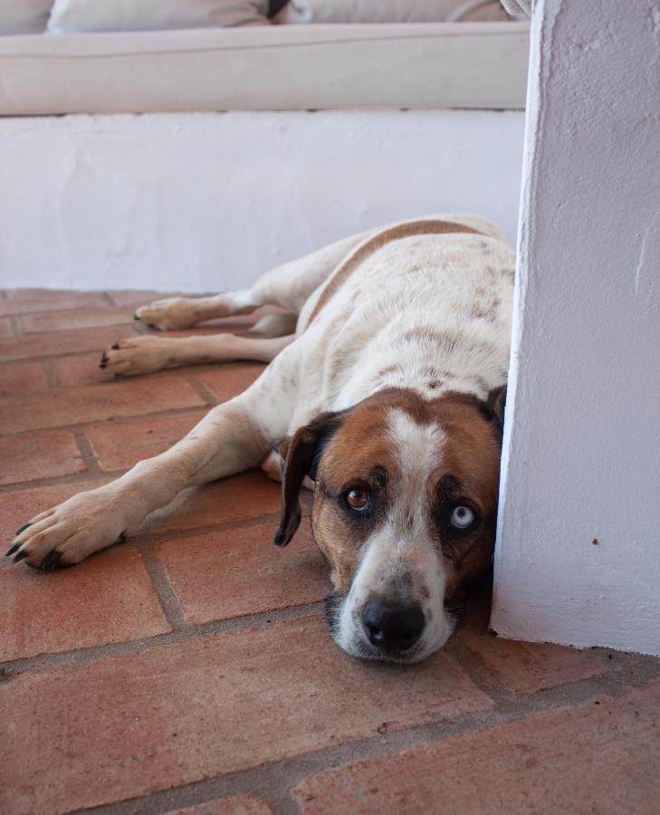 Sharish - Monte Das Estevas Estremoz Kültér fotó