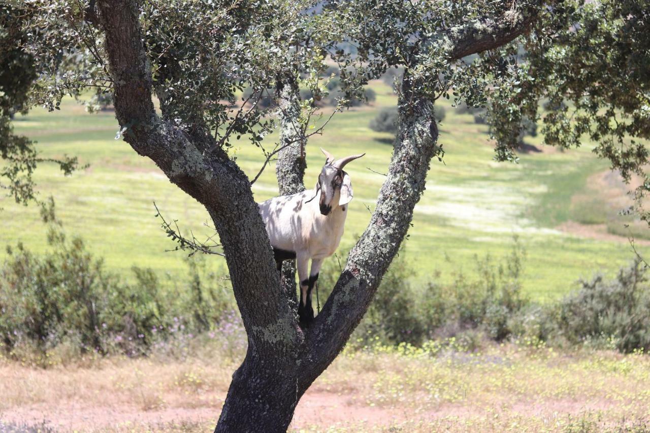 Sharish - Monte Das Estevas Estremoz Kültér fotó