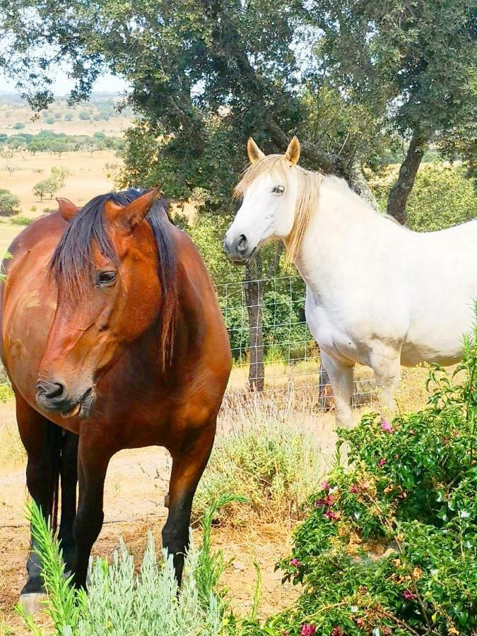 Sharish - Monte Das Estevas Estremoz Kültér fotó